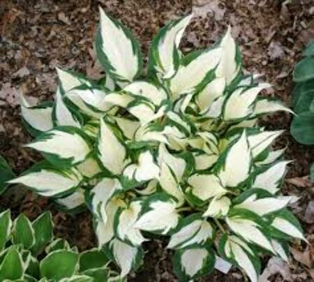 Hosta 'Fire and Ice' P9 - afbeelding 3