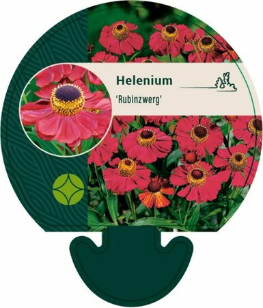 Helenium 'Rubinzwerg' P9 - afbeelding 5