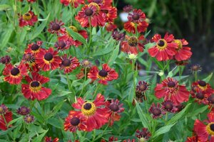 Helenium 'Rubinzwerg' P9 - afbeelding 1