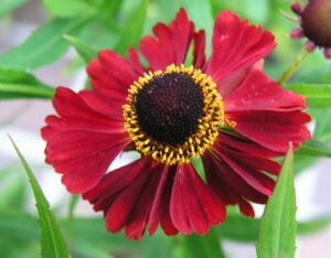 Helenium 'Rubinzwerg' P9 - afbeelding 2