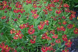 Helenium 'Rubinzwerg' P9 - afbeelding 3