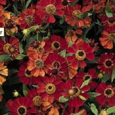 Helenium 'Rubinzwerg' P9 - afbeelding 4