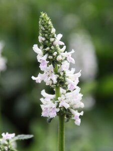 Betonica nivea P9 - afbeelding 1