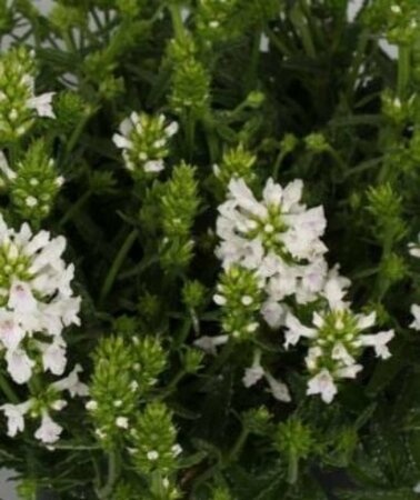 Betonica nivea P9 - afbeelding 2
