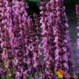 Salvia nemorosa 'Sensation Rose' P9
