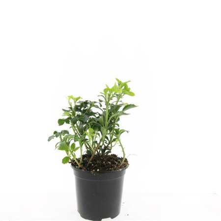 Sophora japonica 250/275 C. Solitair - afbeelding 7