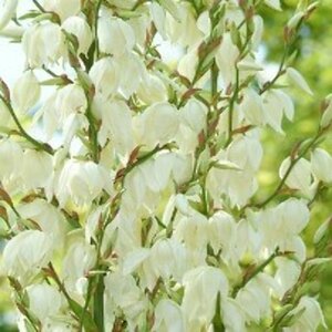 Yucca filamentosa C7.5 - afbeelding 2