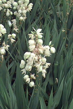 Yucca filamentosa C7.5 - afbeelding 1