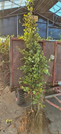 Fagus sylvatica 275/300 C. - afbeelding 5