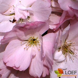 Prunus serrulata 'Amanogawa' 150/175 C. - afbeelding 1