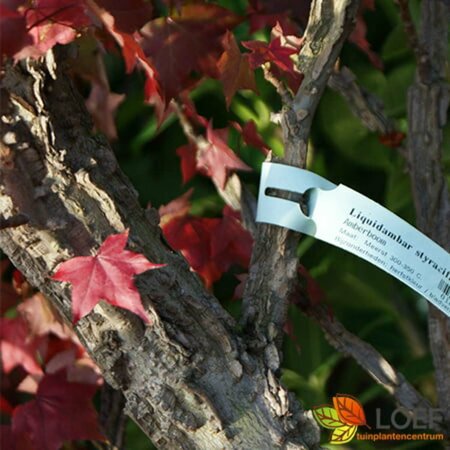 Liquidambar styraciflua 14-16 DR. HO. - afbeelding 2