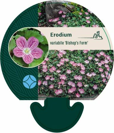 Erodium variabile 'Bishop's Form' C1 - afbeelding 5