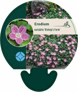 Erodium variabile 'Bishop's Form' C1 - afbeelding 5