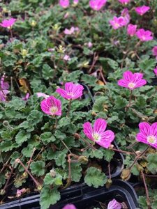 Erodium variabile 'Bishop's Form' C1 - afbeelding 4