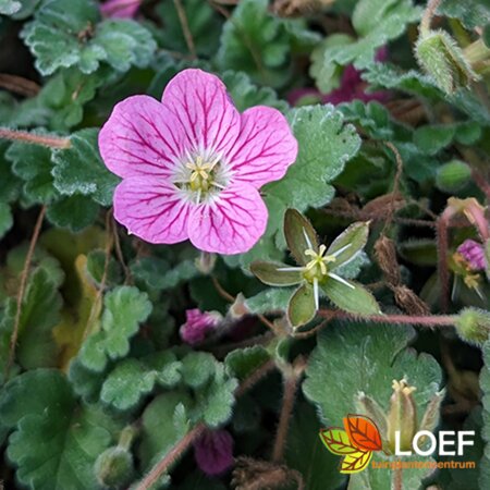 Erodium variabile 'Bishop's Form' C1 - afbeelding 1
