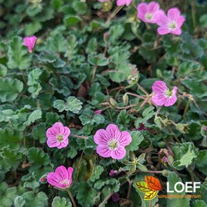 Erodium variabile 'Bishop's Form' C1 - afbeelding 2