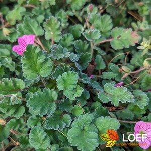 Erodium variabile 'Bishop's Form' C1 - afbeelding 3
