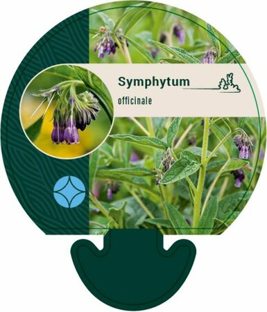 Symphytum officinale P9