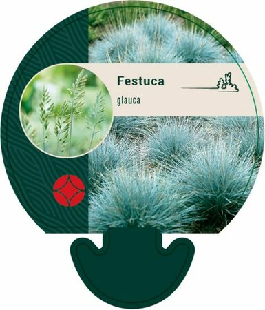 Festuca glauca P9 - afbeelding 1