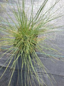 Festuca glauca P9 - afbeelding 5