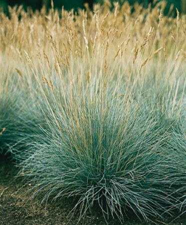 Festuca glauca P9 - afbeelding 2