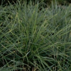 Festuca glauca P9 - afbeelding 3