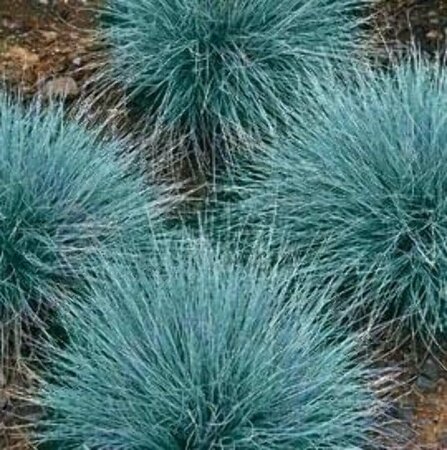 Festuca glauca P9 - afbeelding 4