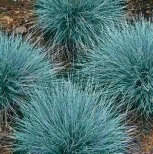 Festuca glauca P9 - afbeelding 4