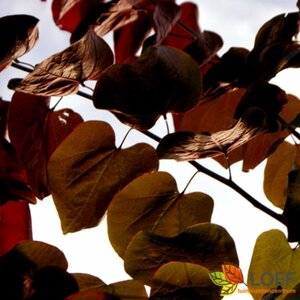 Cercis canadensis 'Forest Pansy' ST. 80 C.  - afbeelding 2