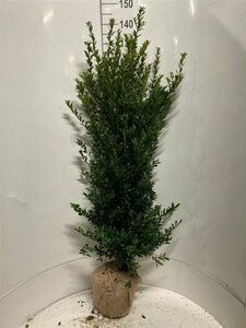 Ilex maximowicziana kanehirae Haagelement 120x155  - afbeelding 2