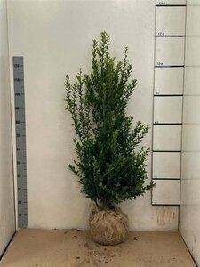 Ilex maximowicziana kanehirae Haagelement 120x155  - afbeelding 1