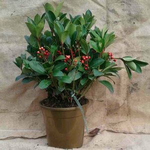 Skimmia japonica 'Obsession' 40/50 C. - afbeelding 1