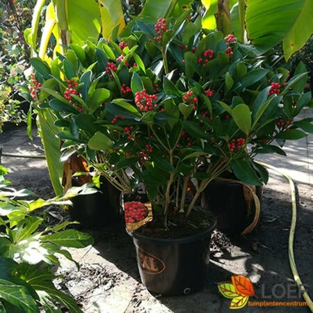 Skimmia japonica 'Obsession' 40/50 C. - afbeelding 5