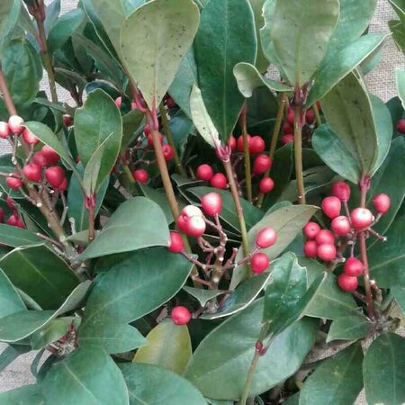 Skimmia japonica 'Obsession' 40/50 C. - afbeelding 3