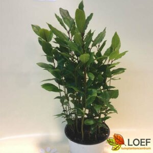 Laurus nobilis 60/80 C. - afbeelding 2