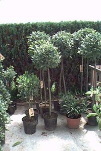 Laurus nobilis 60/80 C. - afbeelding 1