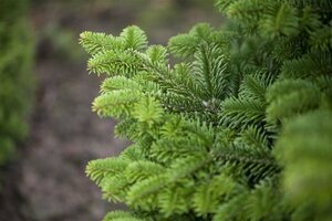 Abies fraseri 100/125 C.