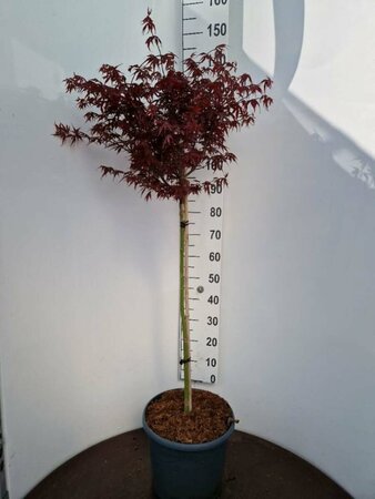 Acer palmatum 'Skeeter's Broom' 225/250 C. - afbeelding 1