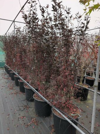 Acer palmatum 'Skeeter's Broom' 225/250 C. - afbeelding 4