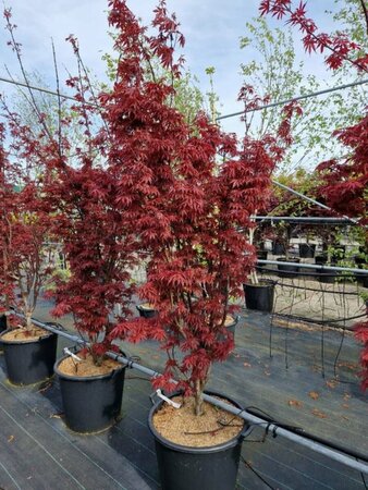 Acer palmatum 'Skeeter's Broom' 225/250 C. - afbeelding 6