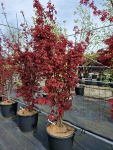 Acer palmatum 'Skeeter's Broom' 225/250 C. - afbeelding 6