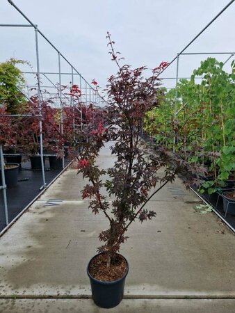 Acer palmatum 'Skeeter's Broom' 225/250 C. - afbeelding 3