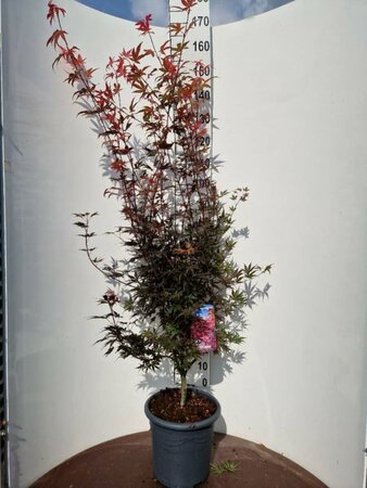 Acer palmatum 'Skeeter's Broom' 225/250 C. - afbeelding 5