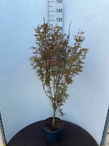 Acer palmatum 'Skeeter's Broom' 225/250 C. - afbeelding 8