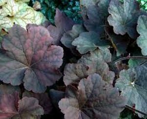 Heuchera 'Mocha' P9 - afbeelding 1