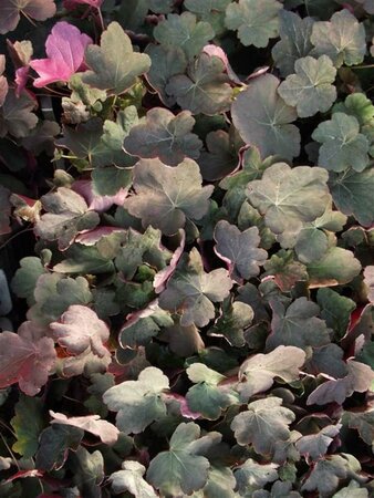 Heuchera 'Mocha' P9 - afbeelding 2