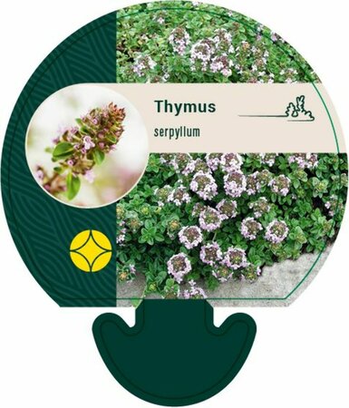 Thymus serpyllum P9 - afbeelding 5