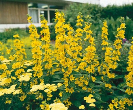 Lysimachia punctata P9 - afbeelding 3