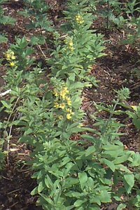 Lysimachia punctata P9 - afbeelding 1