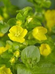 Lysimachia punctata P9 - afbeelding 4